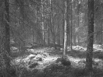 Trees in forest during winter