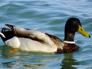 Ducks swimming in water