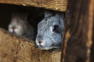 Close-up of two rabbits