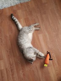 High angle view of cat on hardwood floor
