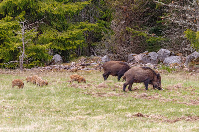 Forest meadow with wild boars and piglets
