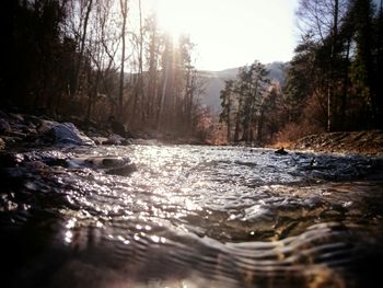 River flowing through forest