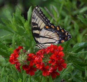 Close-up of butterfly pollinating on flower