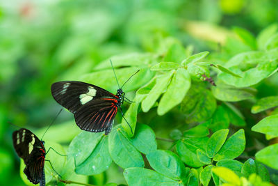 Two spicemen of vanessa atalanta, the red admiral, sitting on green leaves.