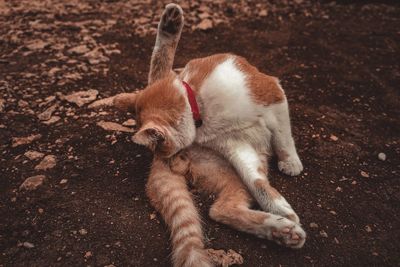 High angle view of cat grooming on field