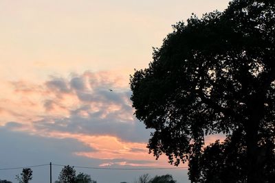 Silhouette of trees at sunset