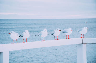 Seagulls perching on wooden post at beach against sky
