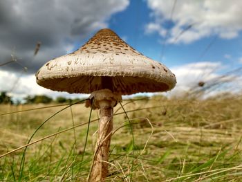 Close-up of mushroom on field against sky