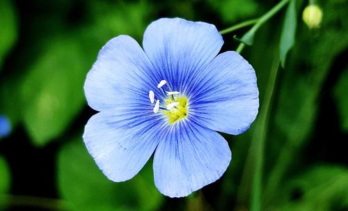 Close-up of flower blooming outdoors