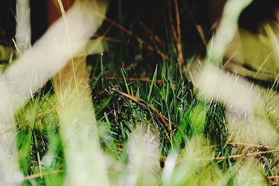 Close-up of horse on field