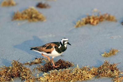 Ruddy turnstone