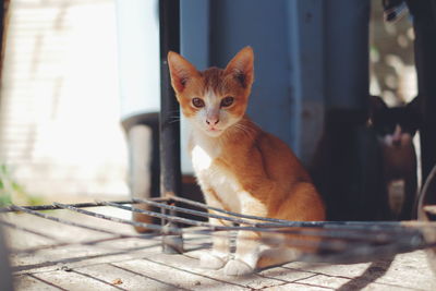 Portrait of cat sitting outdoors