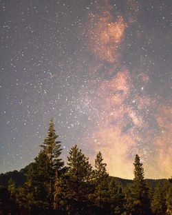 Low angle view of tree against star field