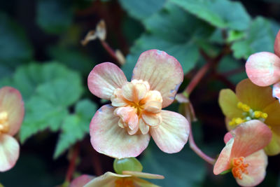 Close-up of flowering plant