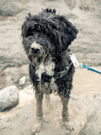Portrait of dog in water