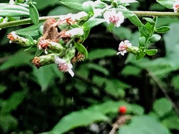 Close-up of flowers