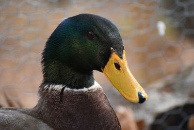 Close-up of a bird