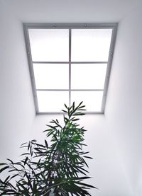 Low angle view of plant under skylight