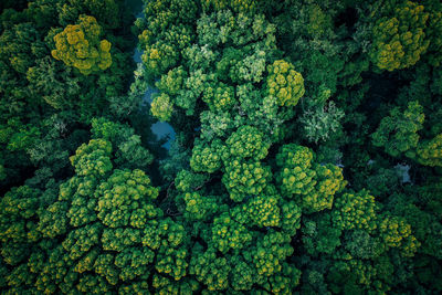 Drone shot of fresh green plants