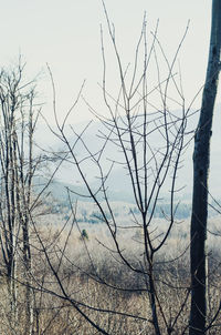 Bare trees against sky