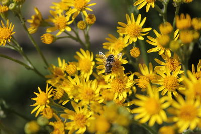 Close-up of bee pollinating on yellow flower