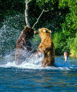 Two bears fighting in river