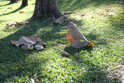 High angle view of bird perching on field