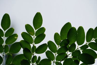 Low angle view of plant against clear sky
