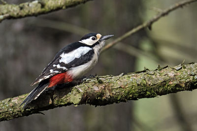 Close-up of bird perching on branch