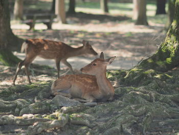 Deer on field