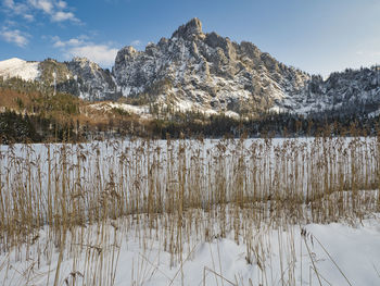 Plants growing on snow covered land against sky