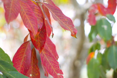 Close-up of red maple leaves