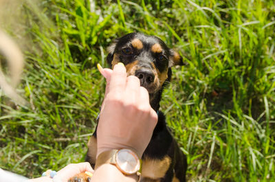 Girl gives a treat to a cute dog on a walk in the park on a summer evening.