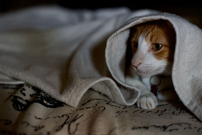 Close-up of a cat resting on bed