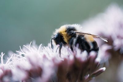 Close-up of bee on flower