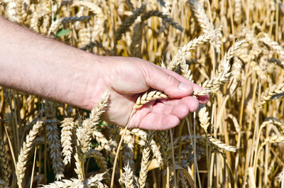 Close-up of hand touching wheat plants