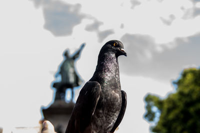 Low angle view of bird perching