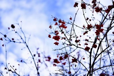 Low angle view of cherry blossoms against sky