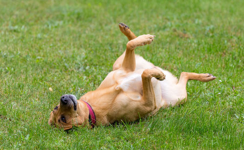 Dog relaxing on field