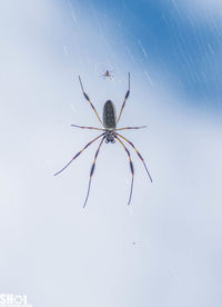 Close-up of spiders on web