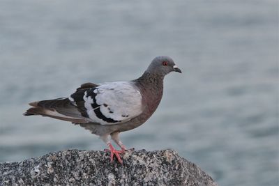 Close-up of pigeon perching on rock