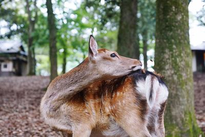 Close-up of horse on field