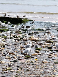 Flock of birds on beach