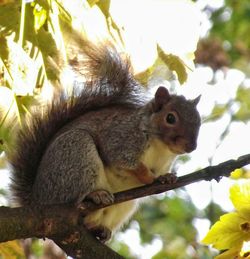 Low angle view of animal on branch