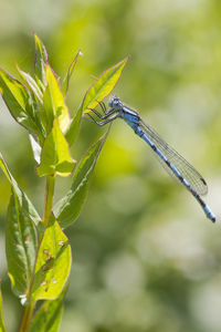 dragonflies and damseflies
