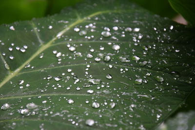 Close-up of raindrops on leaves