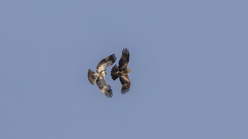 Low angle view of eagle flying in sky