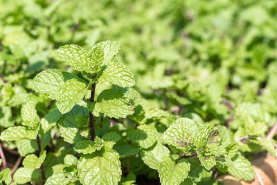 Close-up of fresh green leaves