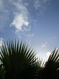 Low angle view of palm tree against sky