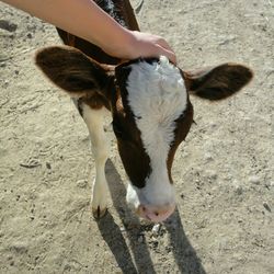 High angle view of hand touching calf on field